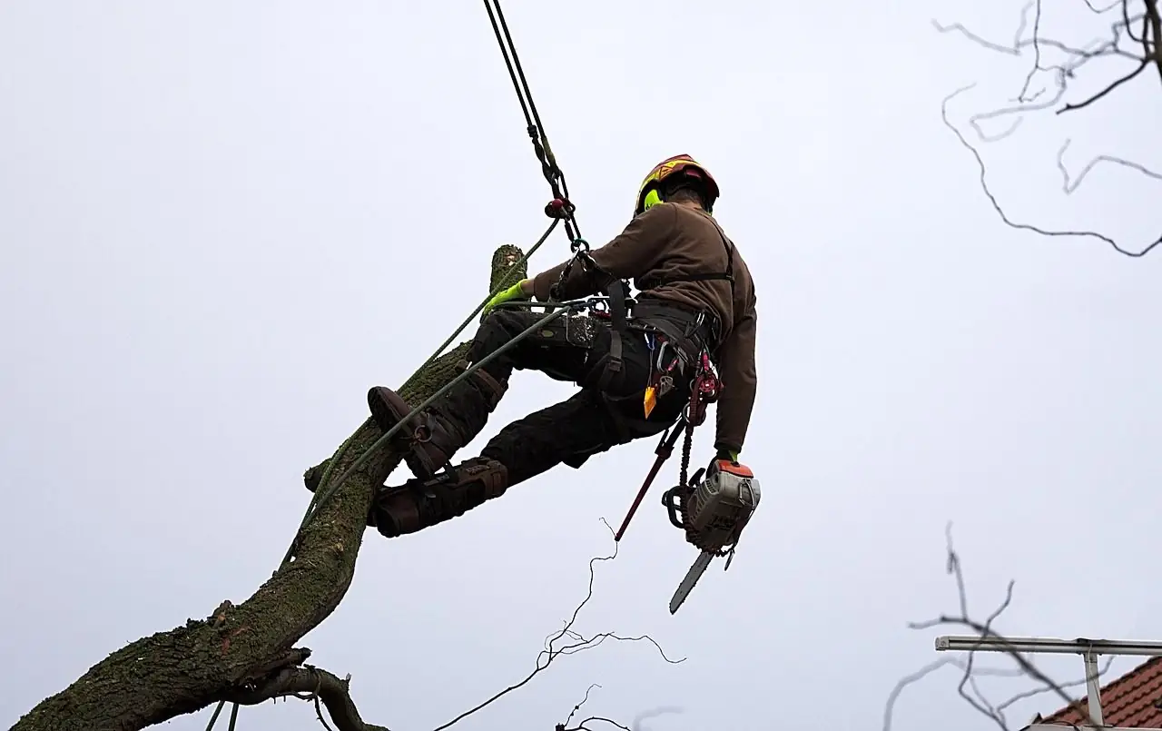 Tree climber in a harness on a rope next to a thick limb