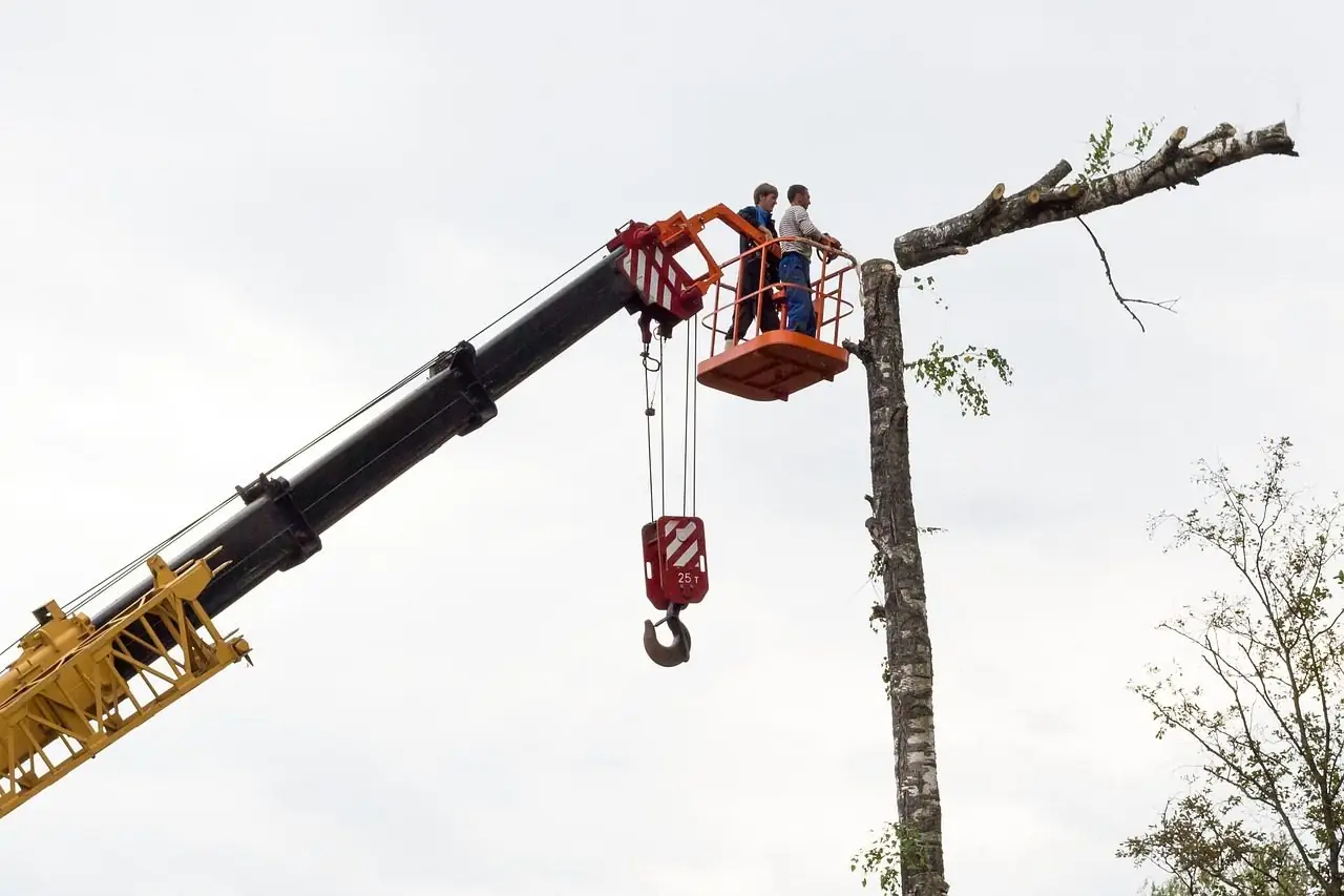Crane with a work basket lifted beside a tall tree trunk whose top is being cut away