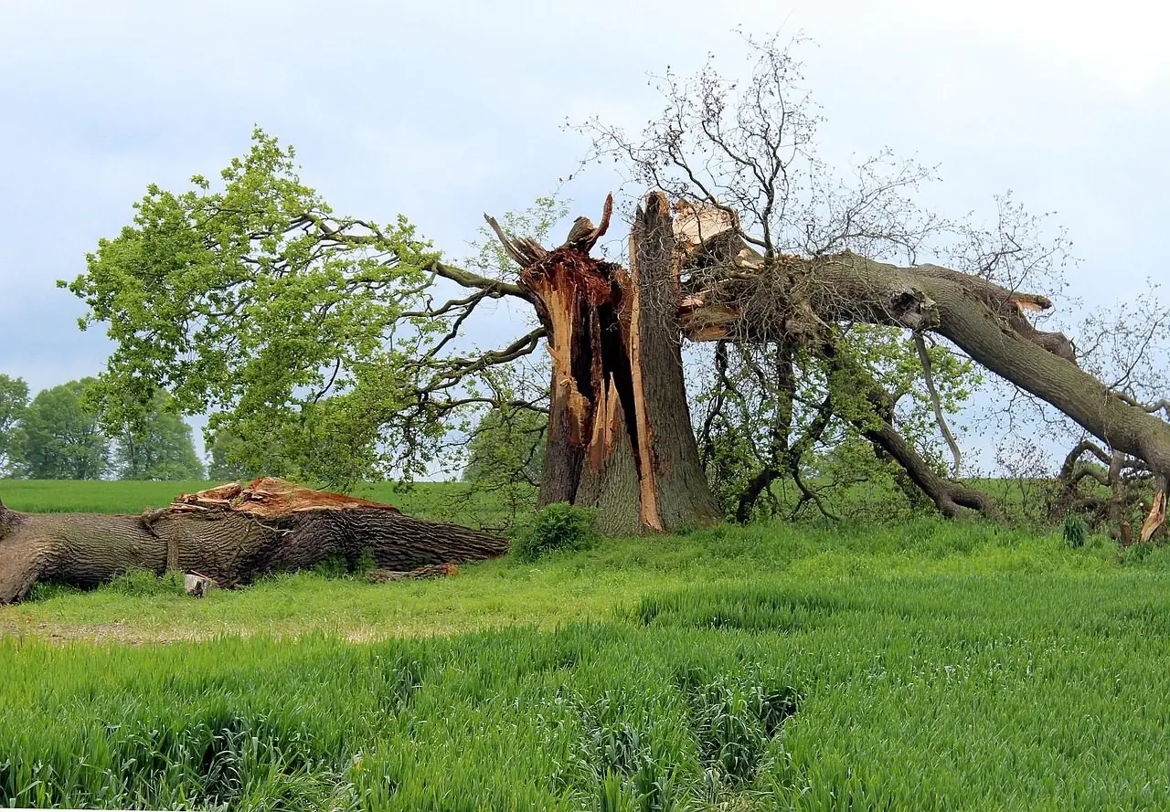 Large old tree split down the middle by wind, half of it lying across a green field