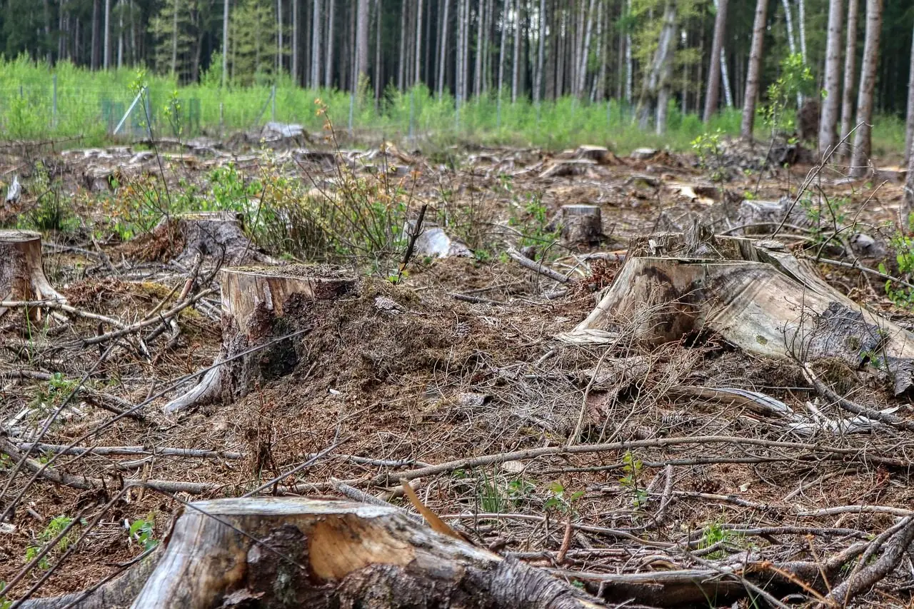 Cleared patch of ground covered in cut stumps and branches, with a line of standing trees behind